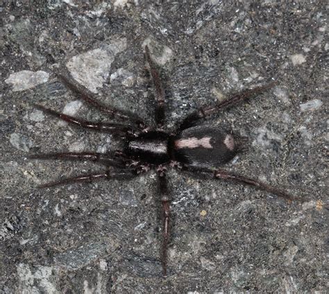 About Eastern Parson Spider - Maryland Biodiversity Project