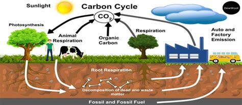 Grazing animals key to long-term soil carbon stability - GS SCORE