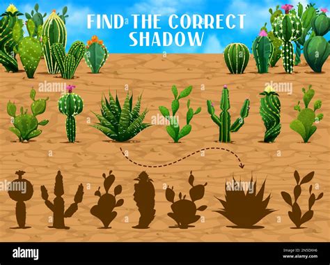 Find the correct shadow of mexican prickly cactus succulents. Shadow ...