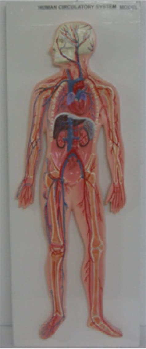 Circulatory System Working Model 的图像结果