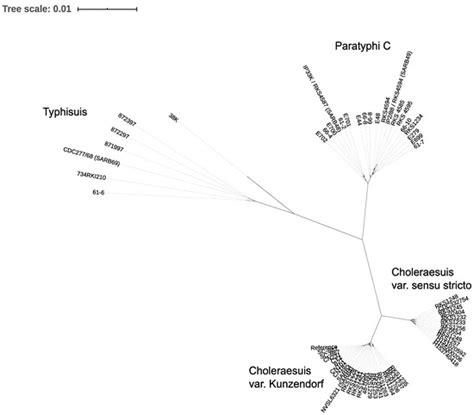 Microorganisms | Special Issue : Salmonella: Pathogenesis and Host ...