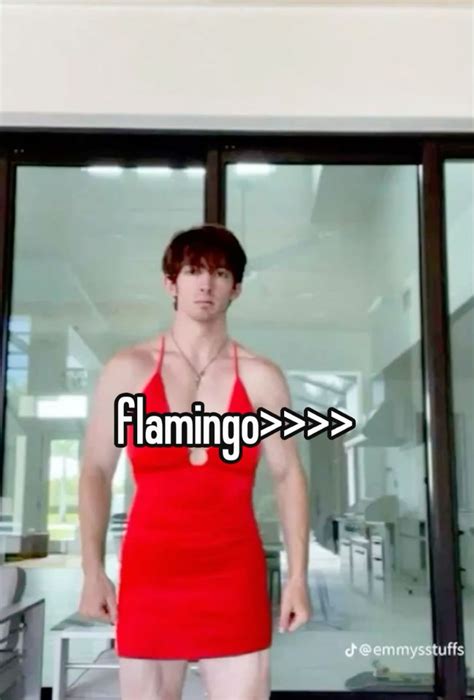 160 Albert aretz (my pookie) ideas in 2025 | albert/flamingo, flamingo/albert, funny flamingo