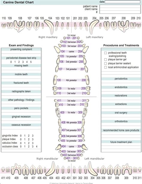 Printable Canine Dental Chart | dev.onallcylinders.com