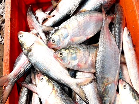 Gujarat's fish economy booms with rising output and record exports