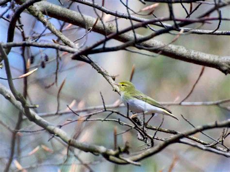Wood Warbler - eBird