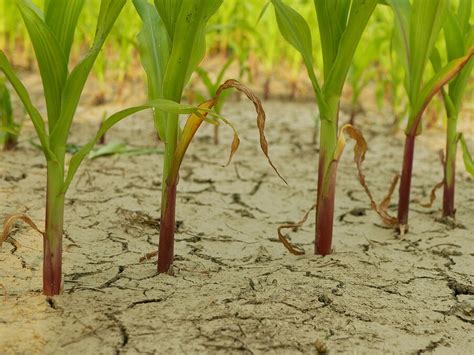 Genetics का कमाल, अब सूखे में बचे रह सकेंगे पौधे - genetically modified ...