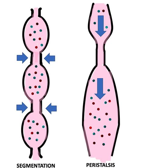 Significado de «peristalsis»