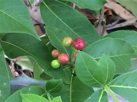 Rauvolfia tetraphylla L. | Plants of the World Online | Kew Science