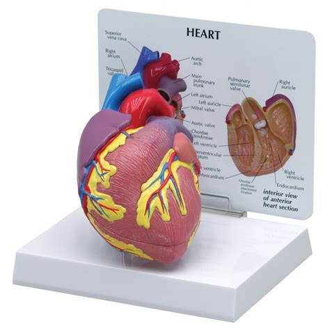 Heart Model - Circulatory System - Human Anatomy - Biology