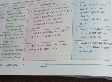differentiate between parenchyma collenchyma and schlerenchyma on the ...