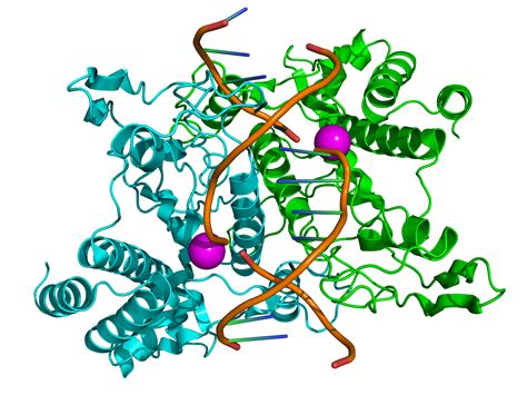 Image result for Restriction Enzymes Function