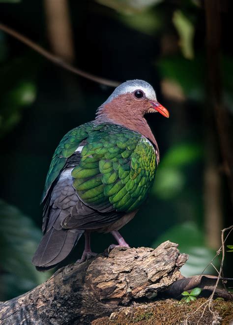 Meet The State Birds Of India | Nature inFocus