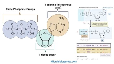 Image result for ATP Molecule Structure