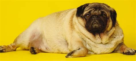 Dog Obesity Causes, Risks & Solutions for a Healthy Pet – FurrMeals