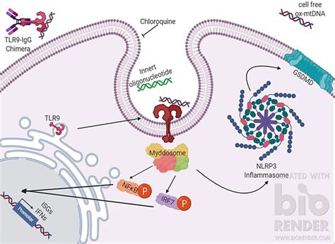Oxidized Mitochondrial DNA Engages TLR9 to Activate the NLRP3 ...