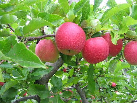 Apple Tree 的图像结果