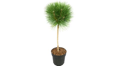 Pinus Dwergpijnboom op Stam Aanbieding - iBOOD