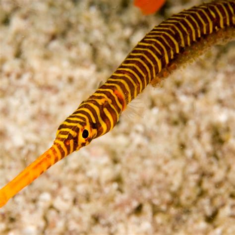 Pregnant Fish
