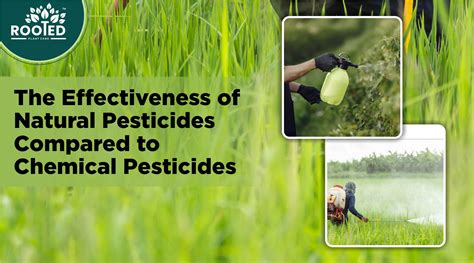Effectiveness of Natural Pesticides Compared to Chemical Pesticides