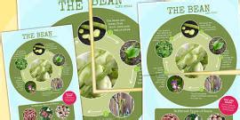 Life Cycle of a Bean Display Posters (teacher made) - Twinkl