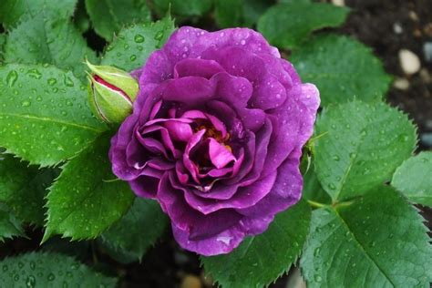 Image result for Flower Digram Using Turtle Python