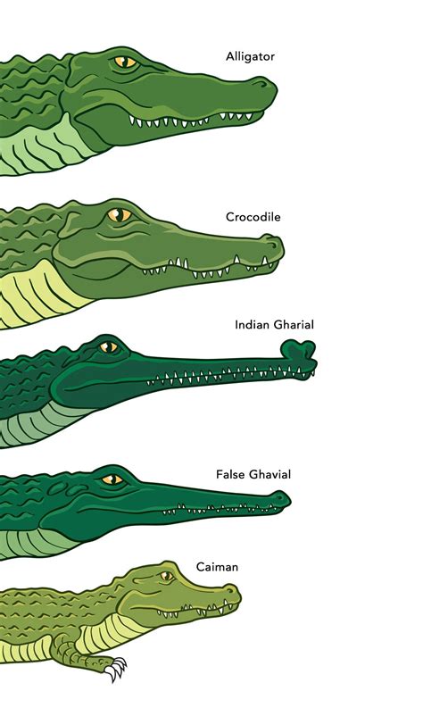 Pin by redactedymejoxa on animals | Types of crocodiles, Crocodiles ...