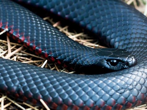 Baby Red Bellied Black Snake