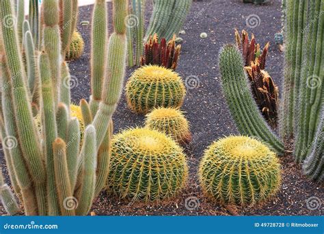 Golden Barrel Cactus Plants in Desert Landscaping Stock Photo - Image ...