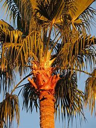 Image result for Tall Palm Tree