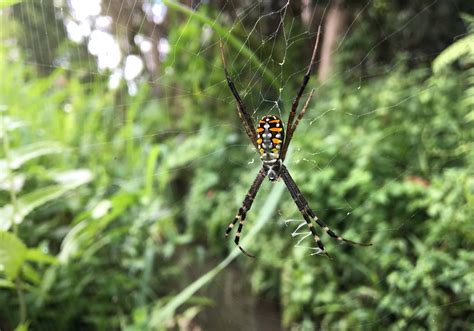 Grass Cross Spider (Argiope catenulata) - Bali Wildlife