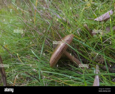 Tilted mushroom hi-res stock photography and images - Alamy