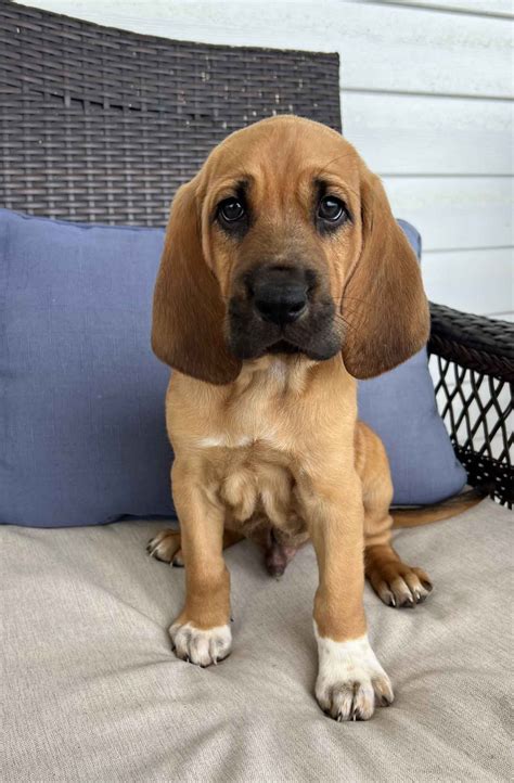 Tunnel Hill Bloodhounds - Bloodhound Puppies For Sale In Ringgold, GA ...