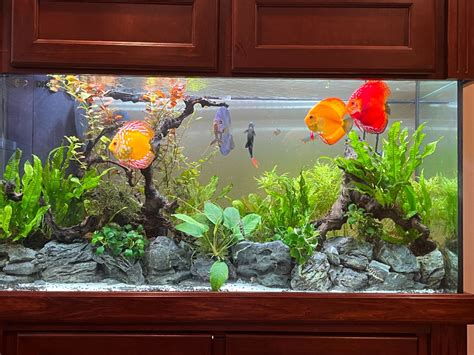 Discus Tank 的图像结果