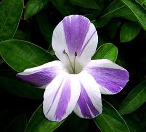 Barleria cristata lavender lace/Striped Philippine violet Plant Stem ...