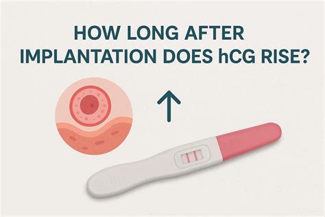 How Long After Implantation Does hCG Rise? Find Out Here | Credihealth