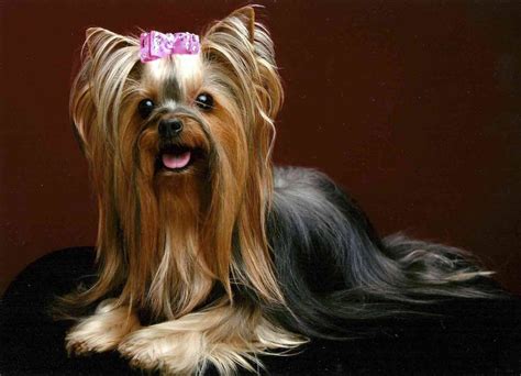 Yorkie haircuts for males and females (60 + pictures) - Yorkie.Life