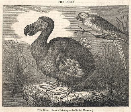 Dodo Extinct Bird Editorial Stock Photo - Stock Image | Shutterstock