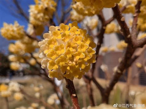 【春暖花开又一春摄影图片】江西赣县储潭生态摄影_竹林小子_太平洋电脑网摄影部落