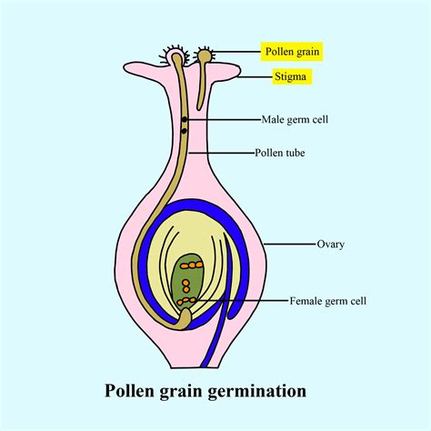 Draw the diagram showing the germination of pollen on stigma ...