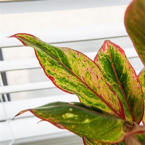 Buy Red Chinese Evergreen Aglaonema 'Siam Aurora' | Perfect Plants