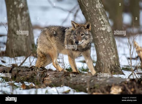 Wolves in Nature 的图像结果