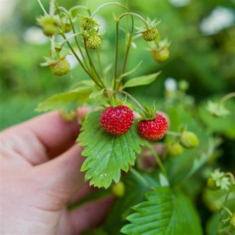 The Best Type of Strawberries to Grow Inside – Strawberry Plants