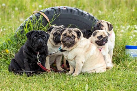 12 Best Dog Foods for Pugs (2024): Tailored Nutrition For Your Pet