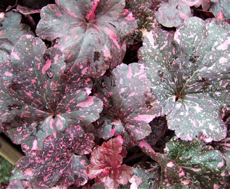 Heuchera 'Midnight Rose' | Well Established Heuchera | Proctors Nursery