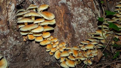 Image result for Root Rot Plum Tree