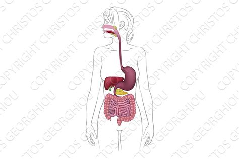 Digestive System Woman 的图像结果