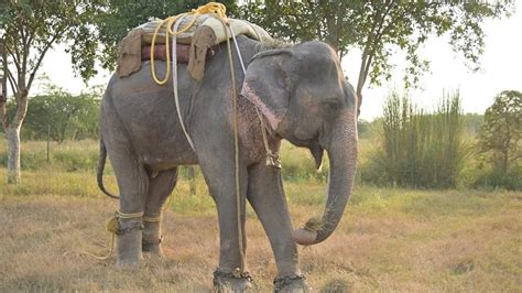 Mumbai: Wildlife SOS Launches Mega Campaign To Rescue Begging Elephants ...