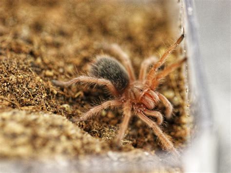 To do in Denver: Spiders, The Breeders, global street food