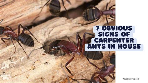 7 Obvious Signs Of Carpenter Ants In House