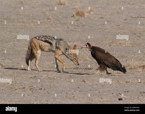 Jackal Lion 的图像结果